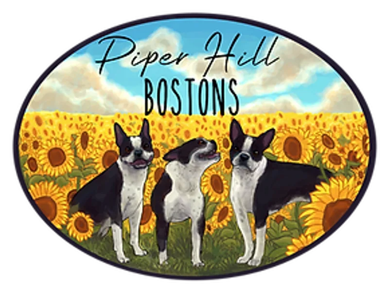 Piper Hill Bostons