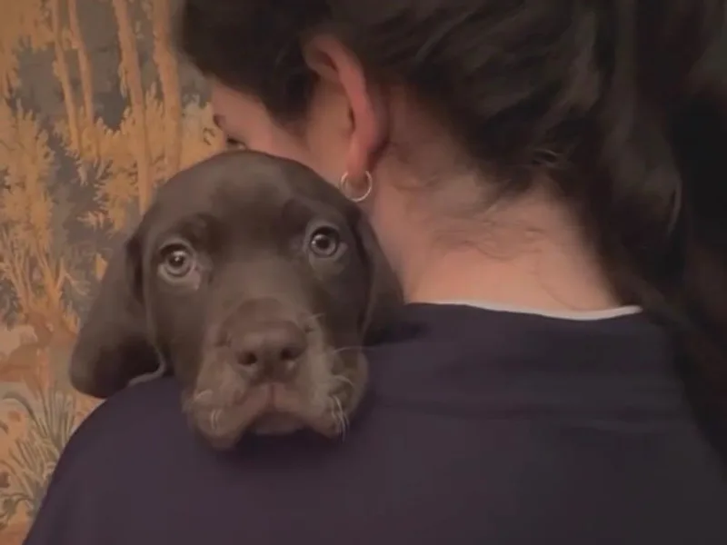 Pointer Mountain Bird Dogs
