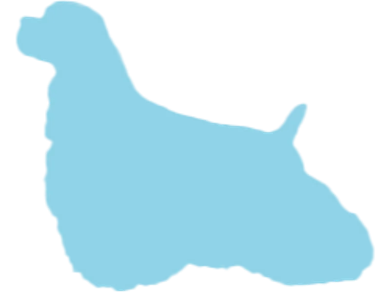 Poore Girl’s Cockers