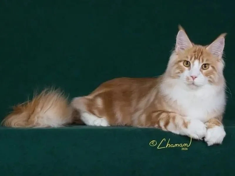 PoppyCoons Maine Coons