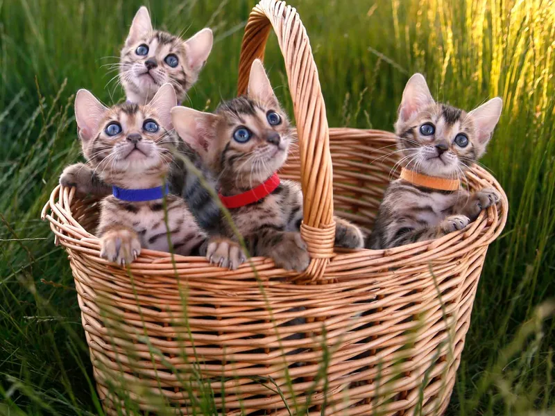 Poshbengalspots