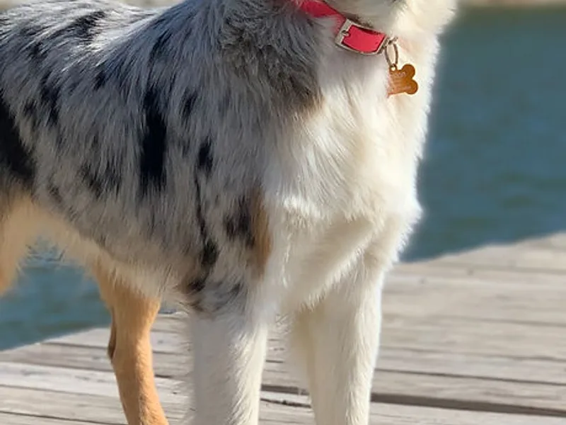 Poston Paddock Aussies