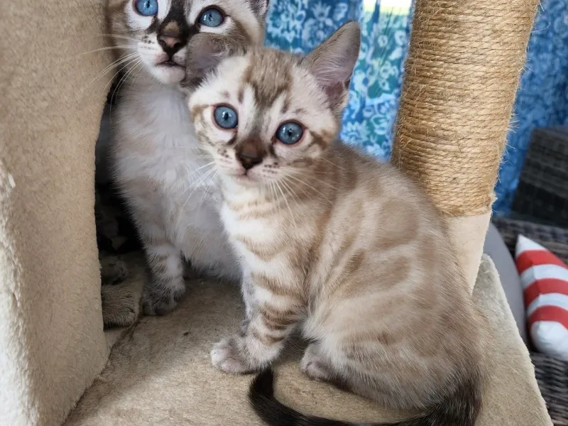 Pouncingpaws
