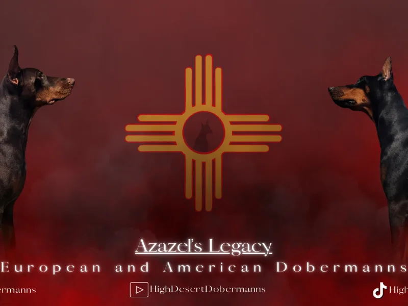 Powell's High Desert Dobermanns