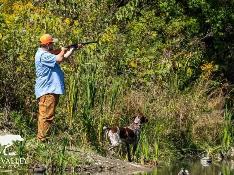 Prairie Valley Gundogs, LLC
