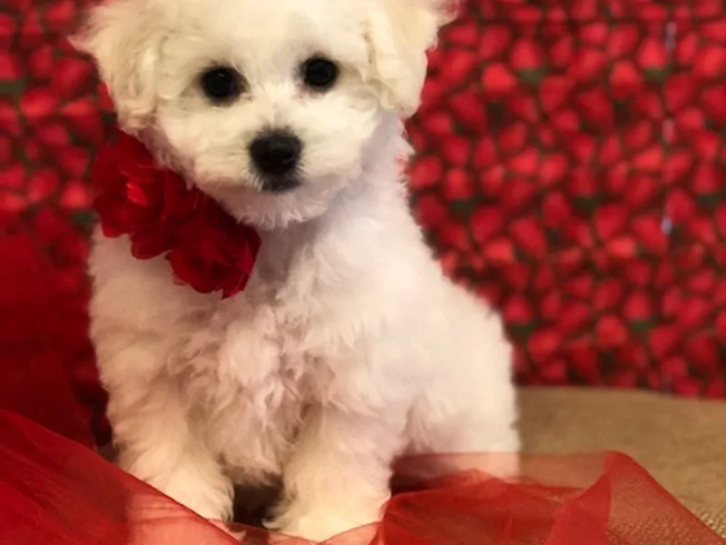 Precious Bichon Frise