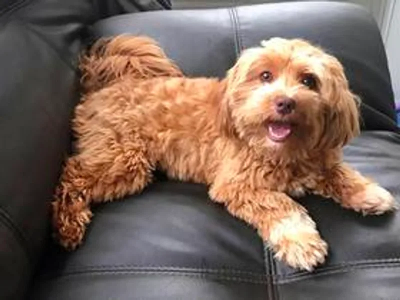 Premier Havanese Dogs