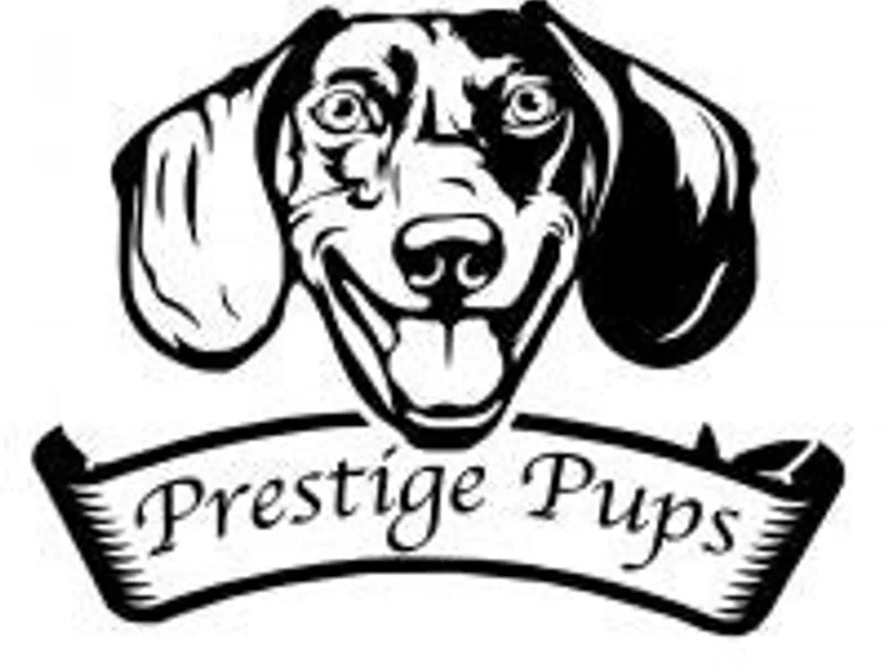 Prestige Pups photo 1