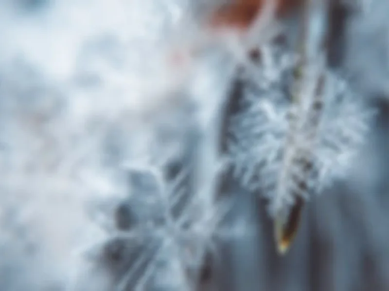 Pretty 'lil" Paw Yorkies