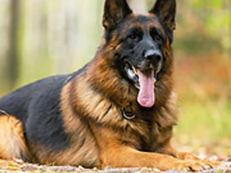 Prince German Shepherds