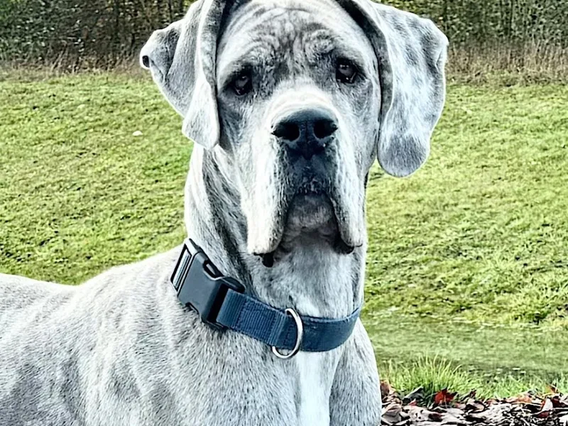 Prussian Blue Great Danes