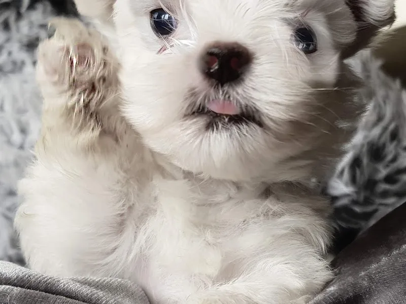 Puppy Cottage photo 1