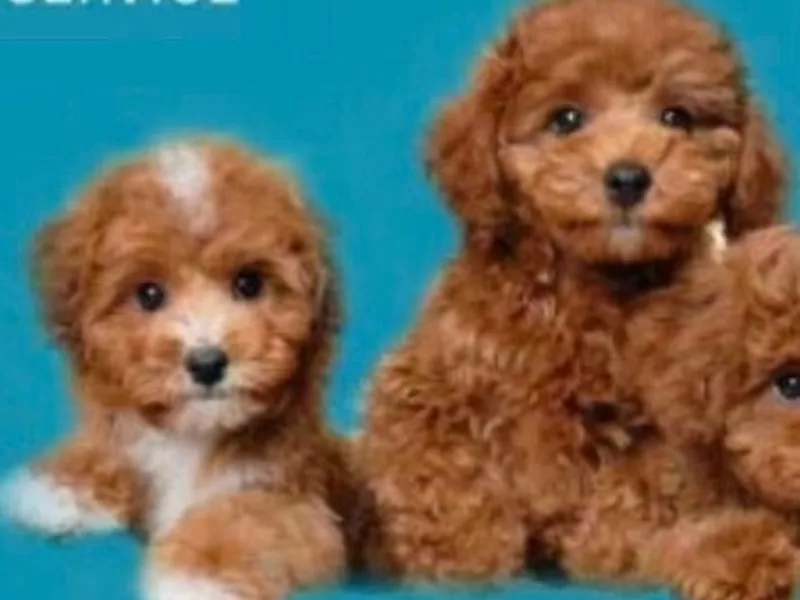 Puppy Palace photo 1
