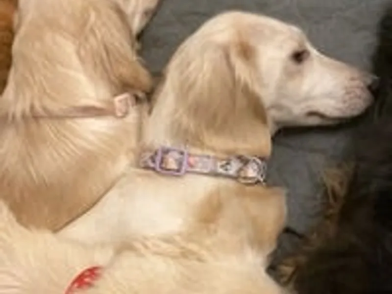 Puppytails photo 1