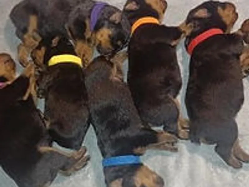 Pure champion bloodline rottweilers