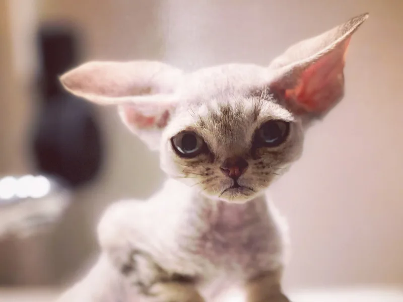 PureX Devon Rex photo 1