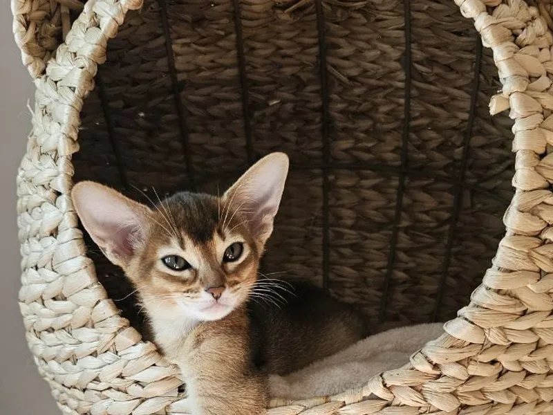 Purr Vibes photo 1