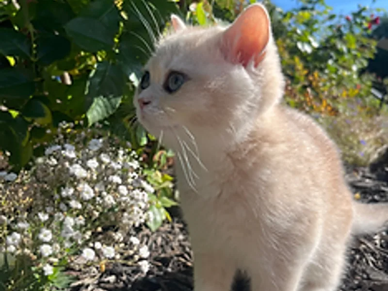 PurrfectGoldz