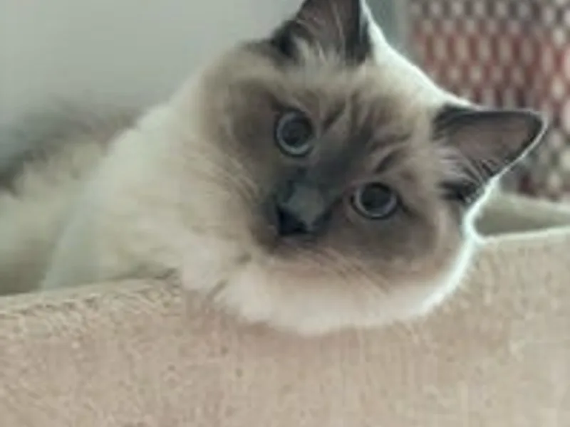 purring_pearl20 photo 1