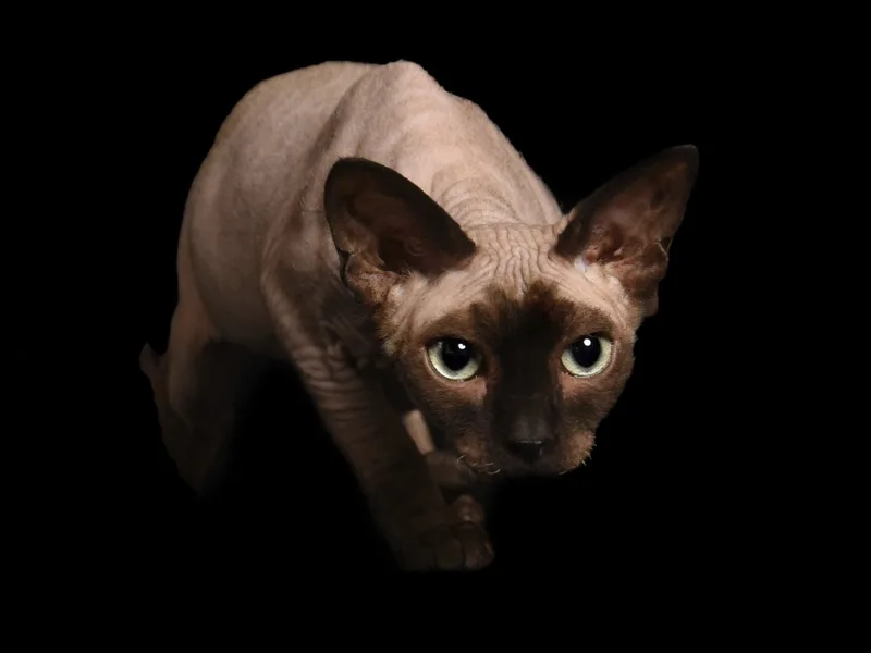PurrNoFur photo 1