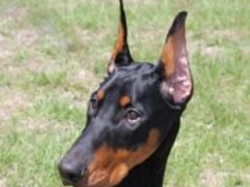 Quartet Dobermans