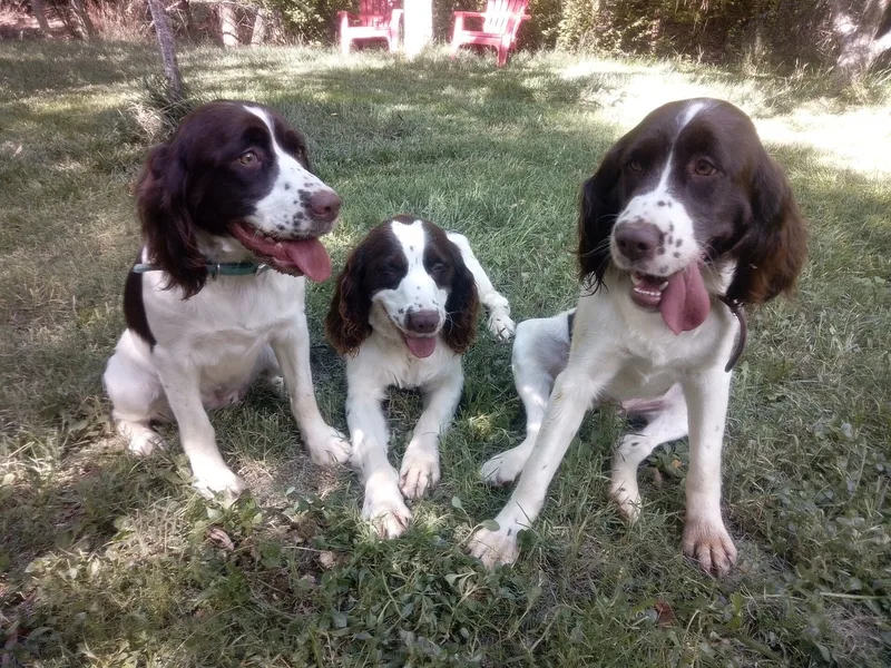 Quiet Desert Roses Springers