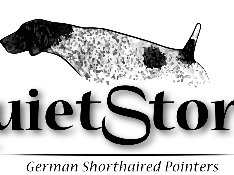 Quietstorm German Shorthaired Pointers Registered