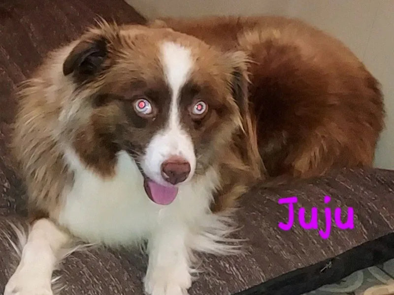 R&T Australian Shepherds