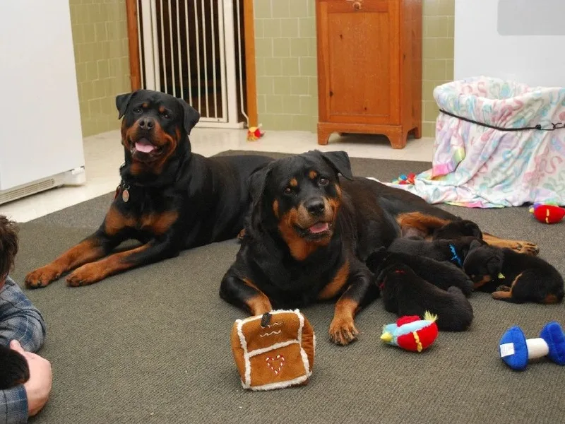 Rabenbucht Rottweilers