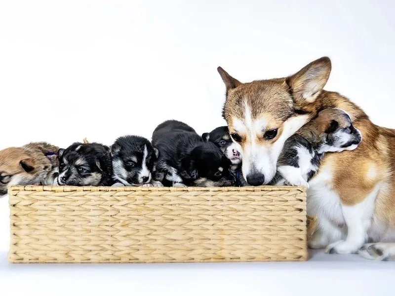 Raccoon Creek Corgis