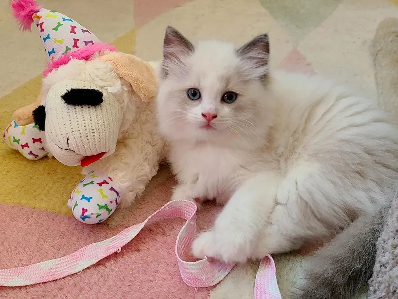 RagdollChampion photo 1