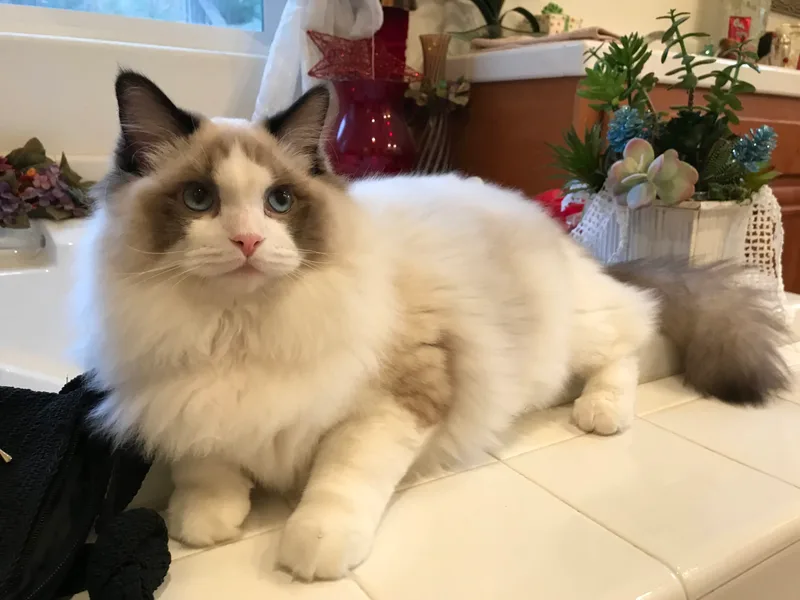 Ragdollkitty