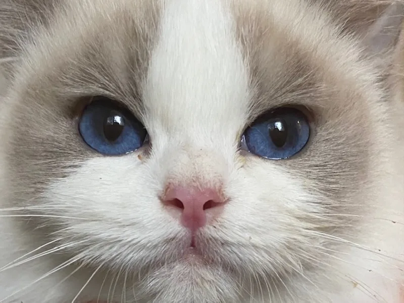 Ragdollsea photo 1