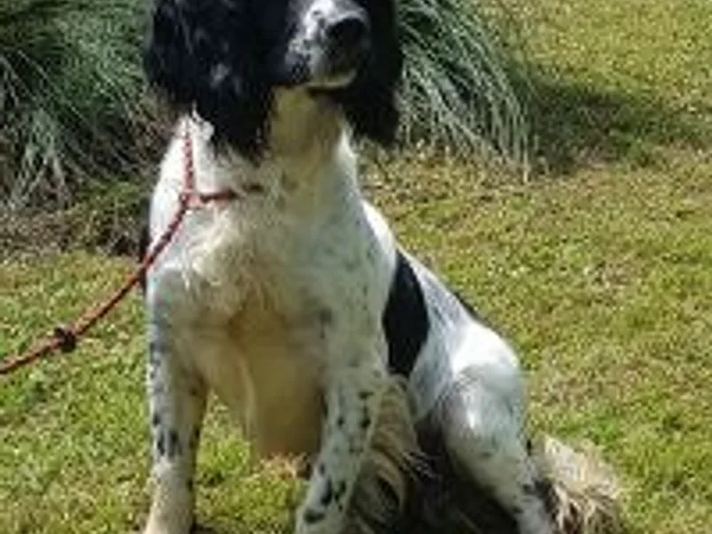 Raynestone gundogs photo 1