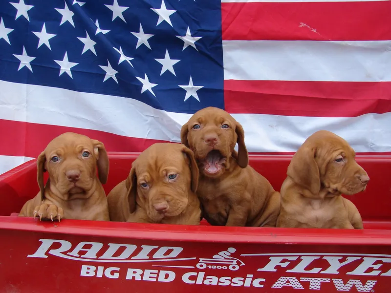 Red Canyon Kennels