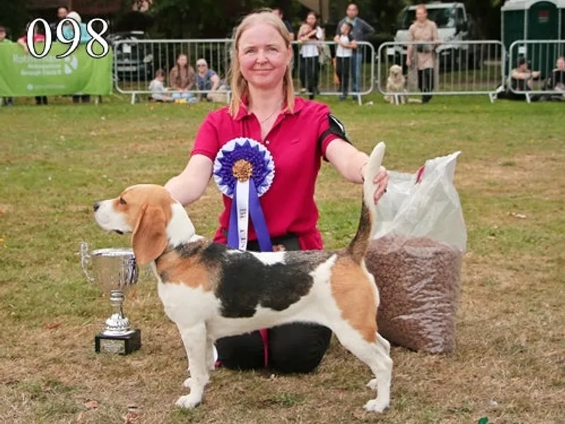 REDCHARM BEAGLES photo 1