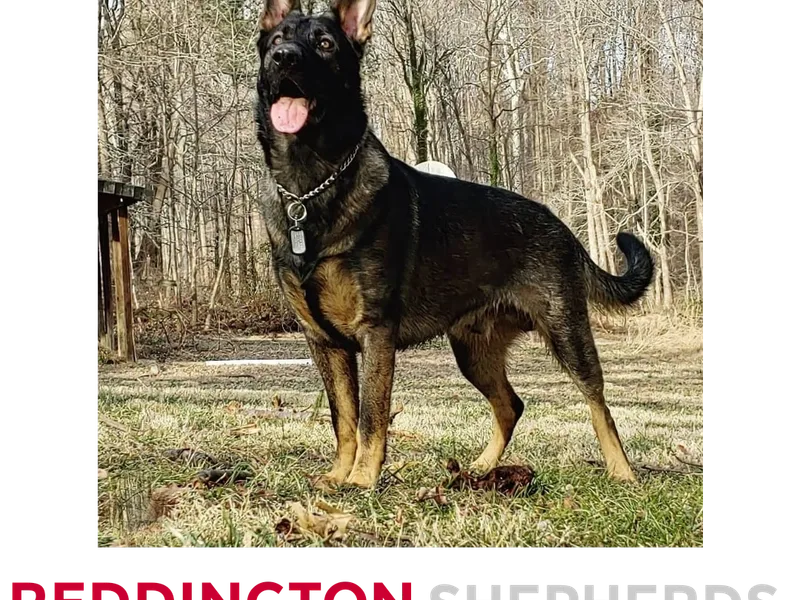 Reddington Shepherds