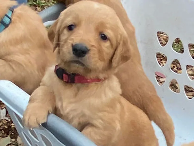 Redwood Golden Retrievers