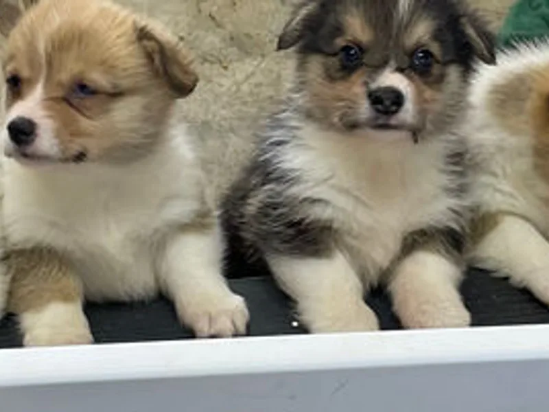 Reed’s pembroke welsh corgi