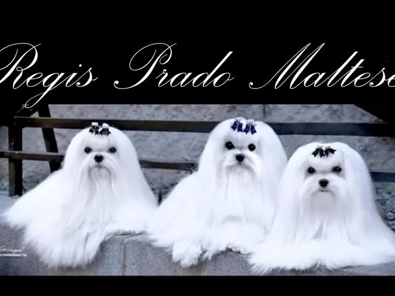 Regis Prado Maltese