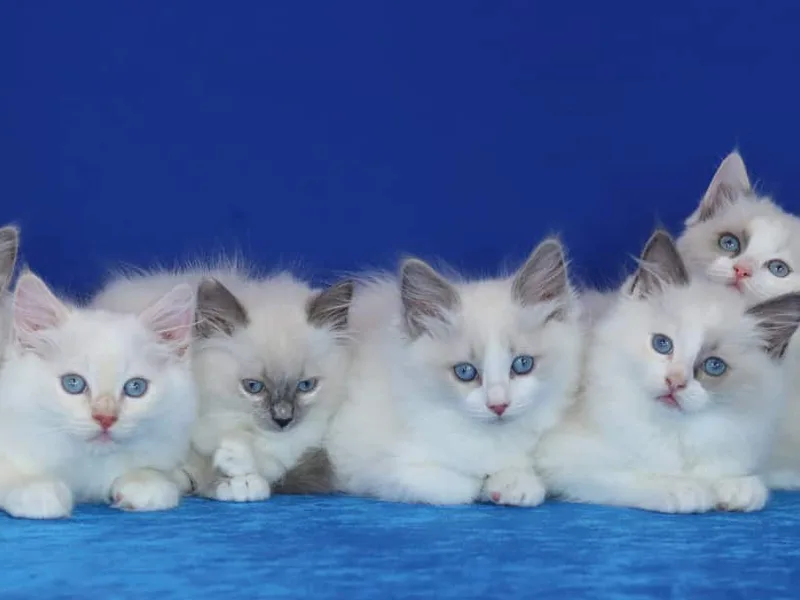 Reigningcats