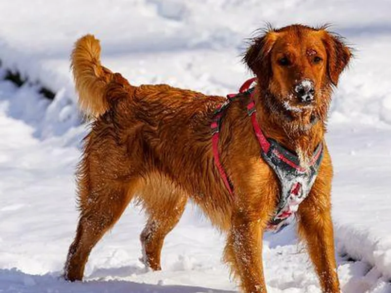 Revolutionary Performance  Retrievers photo 1