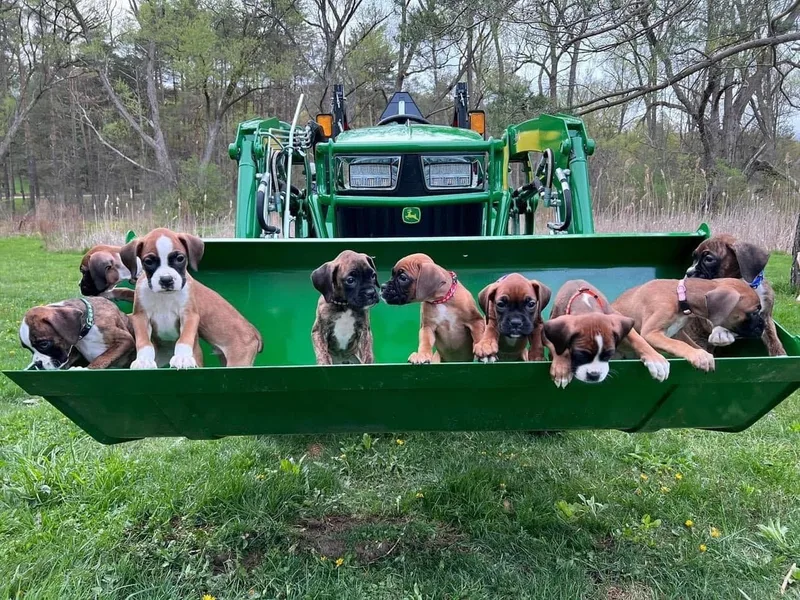 Reynolds Homestead - Boxers