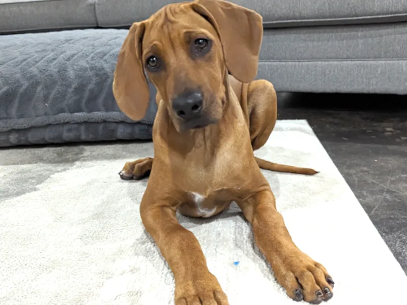 Rhapsody Rhodesian Ridgebacks - Rhodesian Ridgeback Puppies