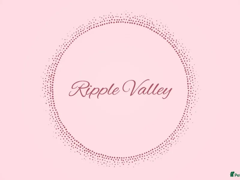 Ripple Valley Cockapoo's-Licensed Breeder  photo 1