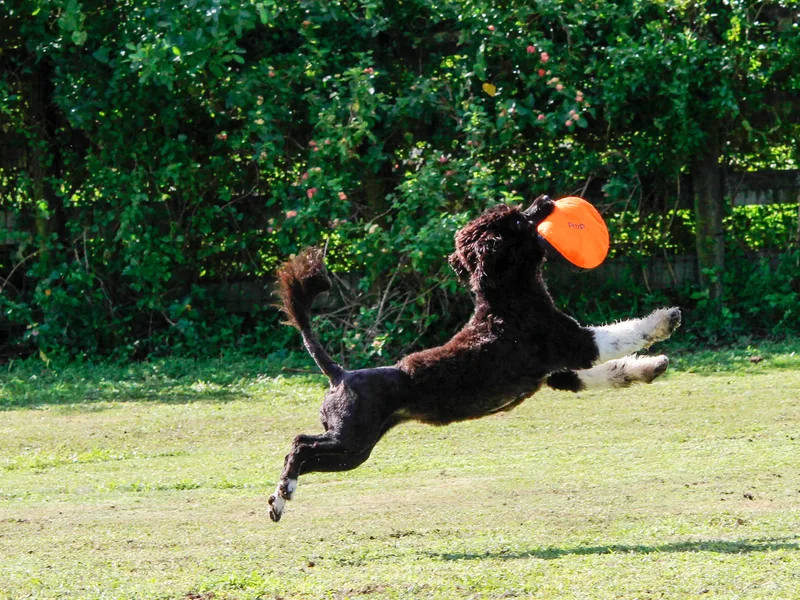 Riptide Portuguese Water Dogs