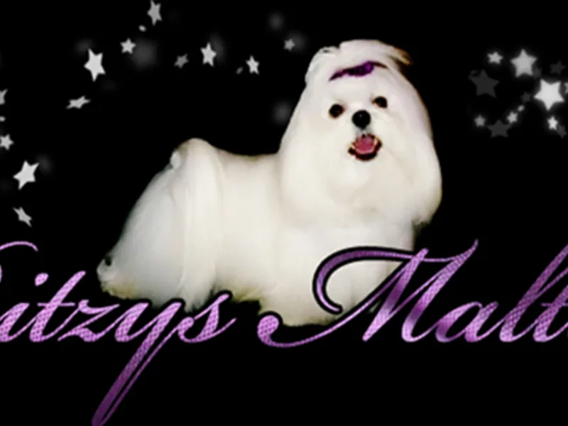 RITZY'S MALTESE