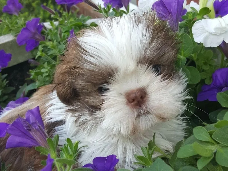 River Hill Shih Tzu