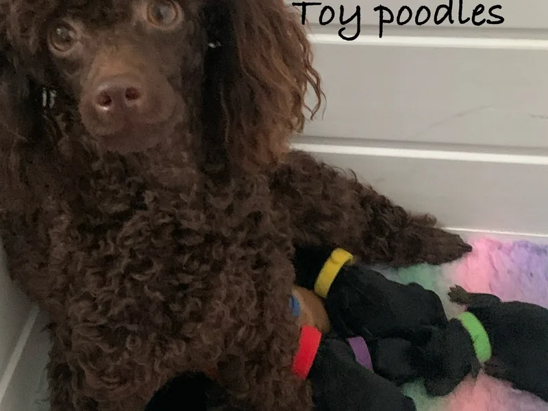 Riverbottom  Poodles  photo 1