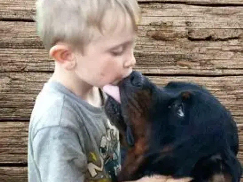 Riverview Ranch Rottweilers